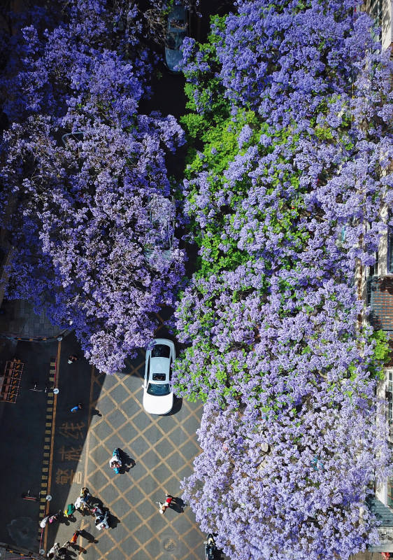 紫藤花海映街景