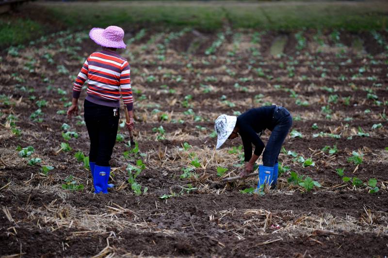 田间劳作的农妇