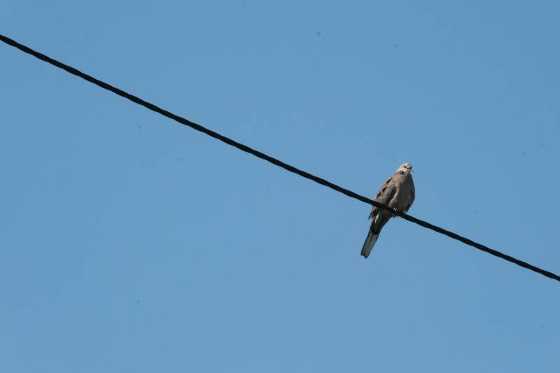 鸟栖电线 蓝天相伴