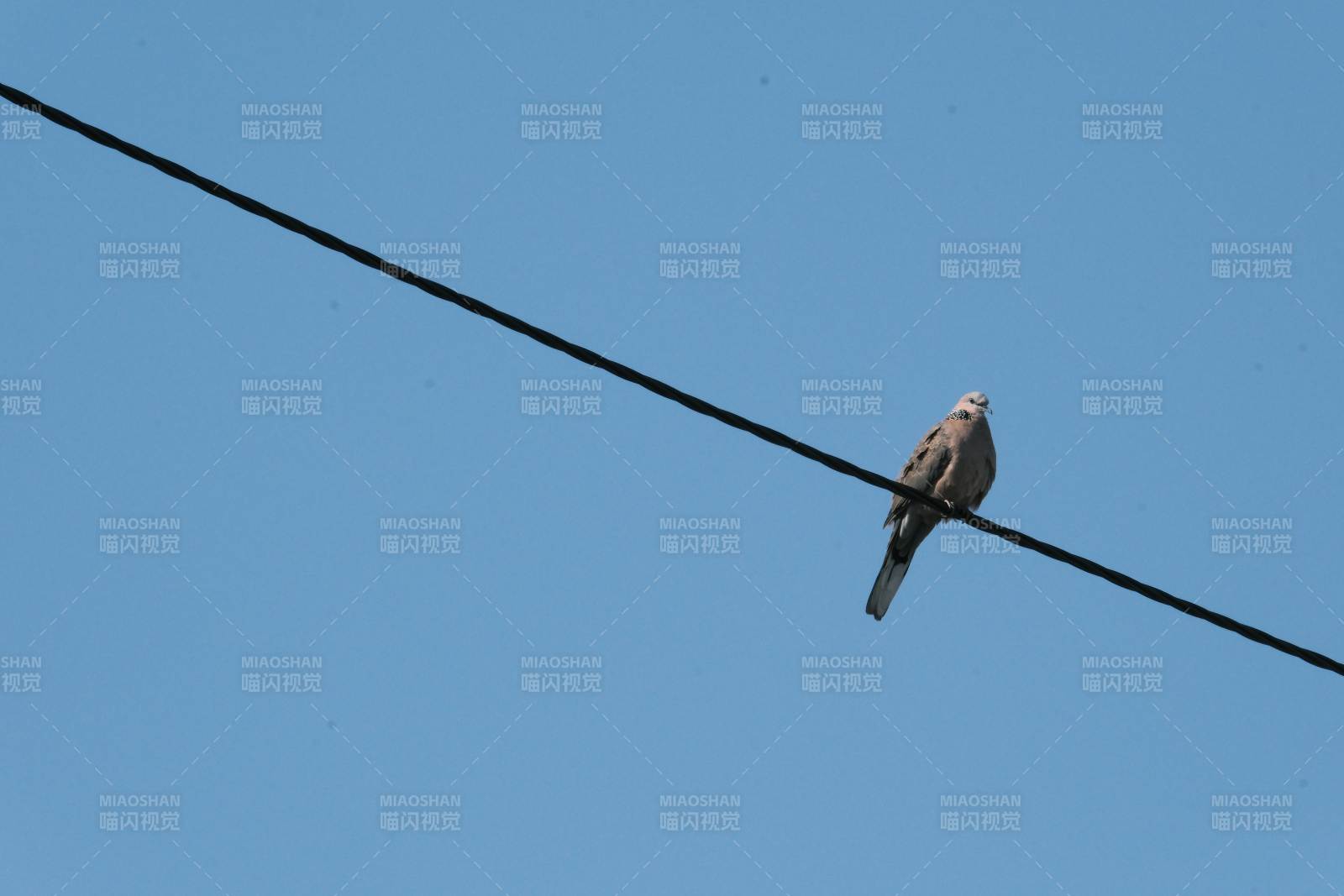 鸟栖电线 蓝天相伴