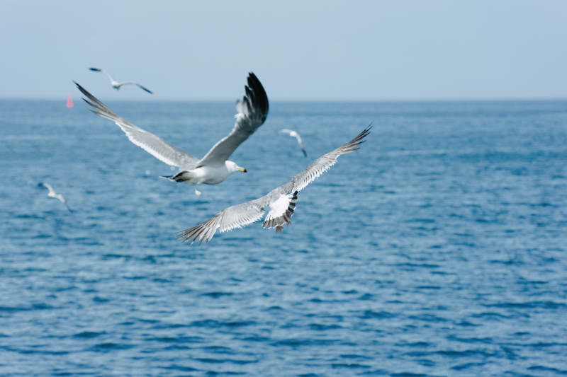 海鸥翱翔碧海蓝天