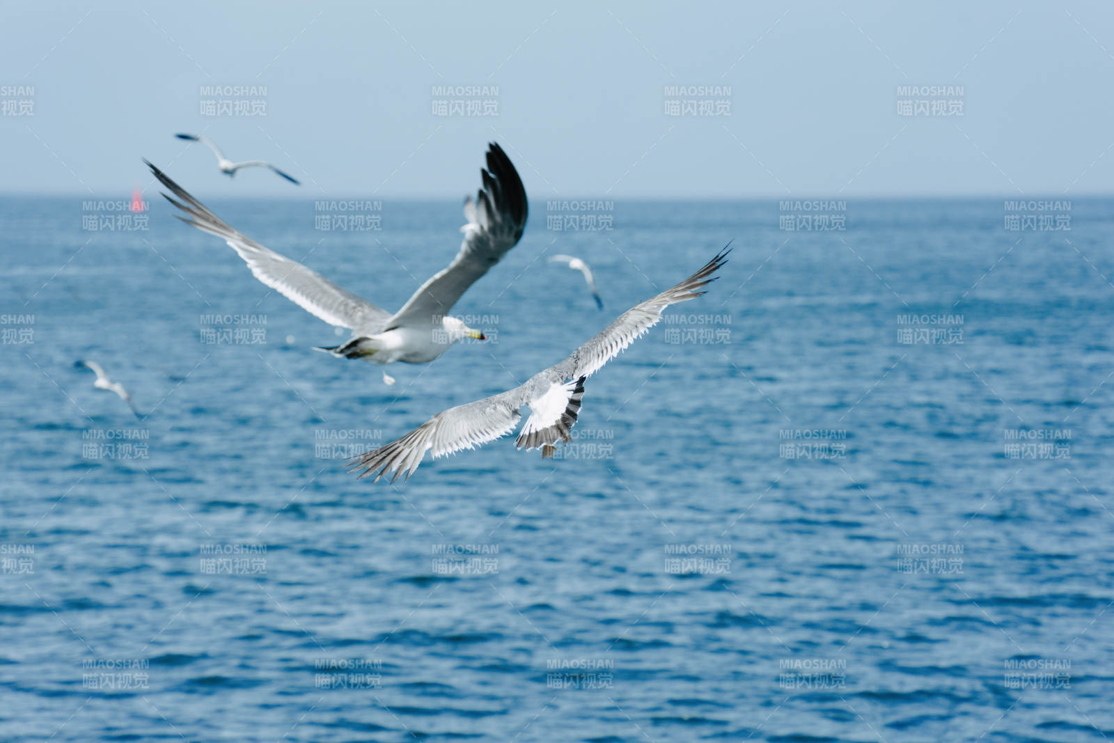 海鸥翱翔碧海蓝天