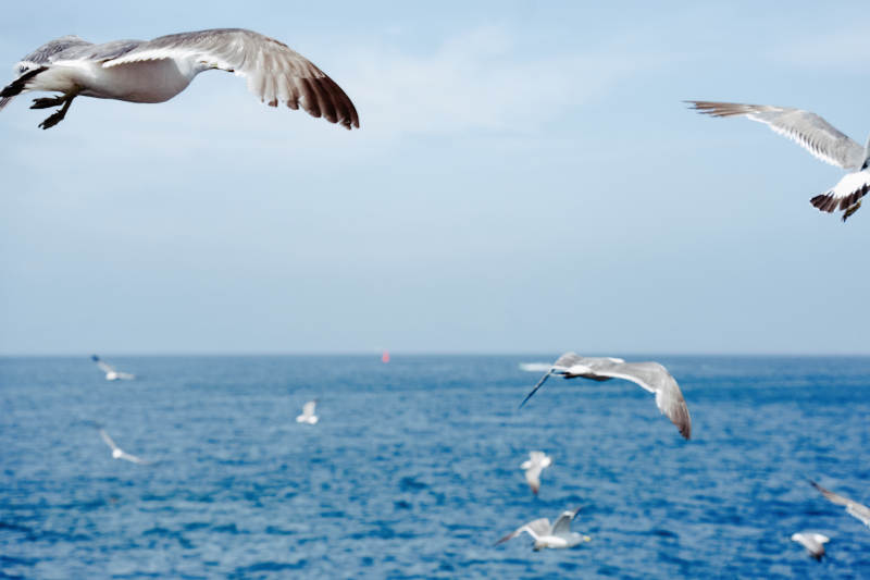 海鸥翱翔蓝天碧海