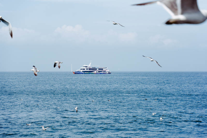 海鸥翱翔 船行碧波