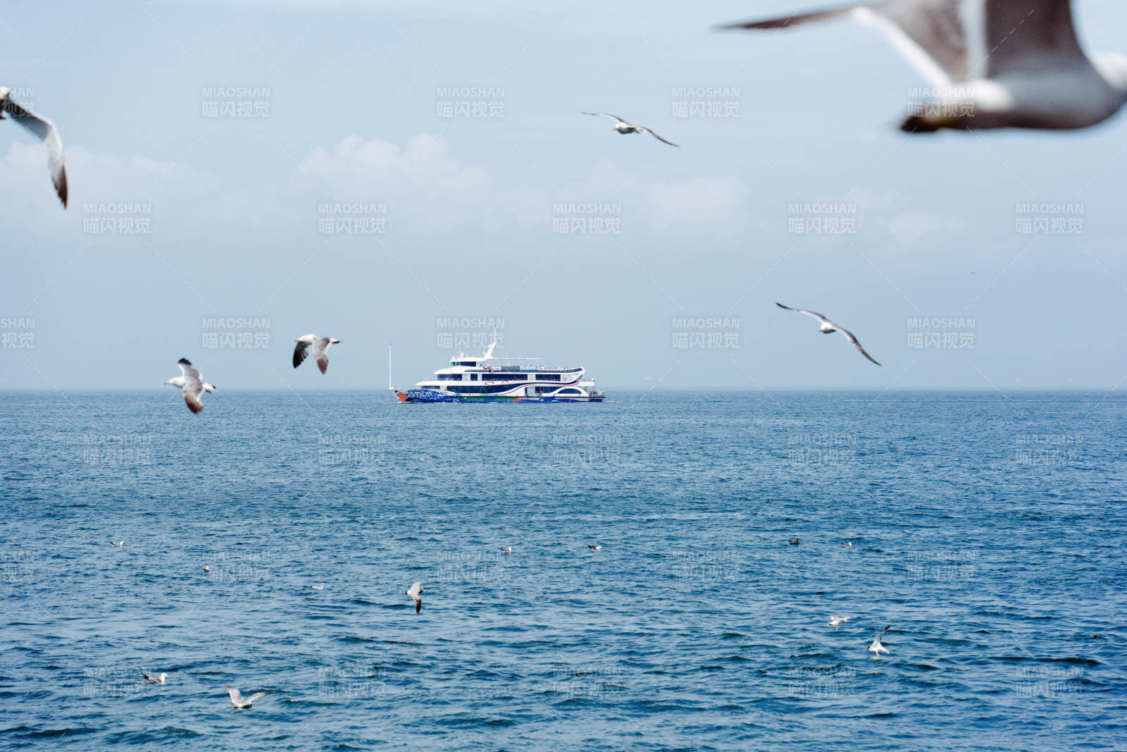 海鸥翱翔 船行碧波