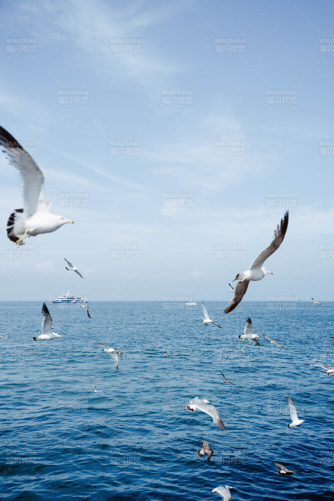 海鸥翱翔碧海蓝天