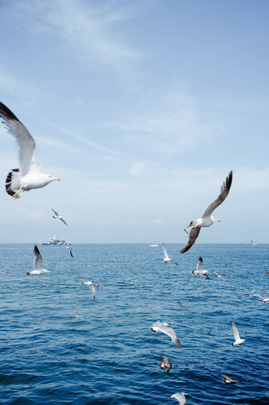 海鸥翱翔碧海蓝天