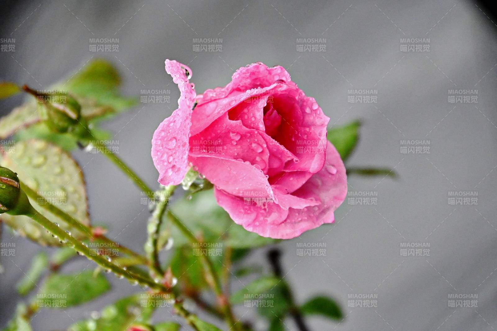 雨后粉玫瑰