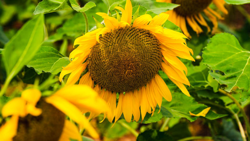 向日葵绽放生机