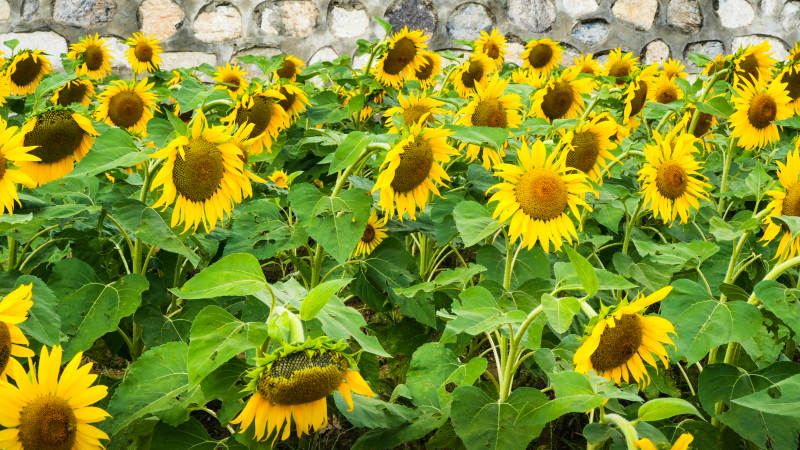 向日葵花海绽放