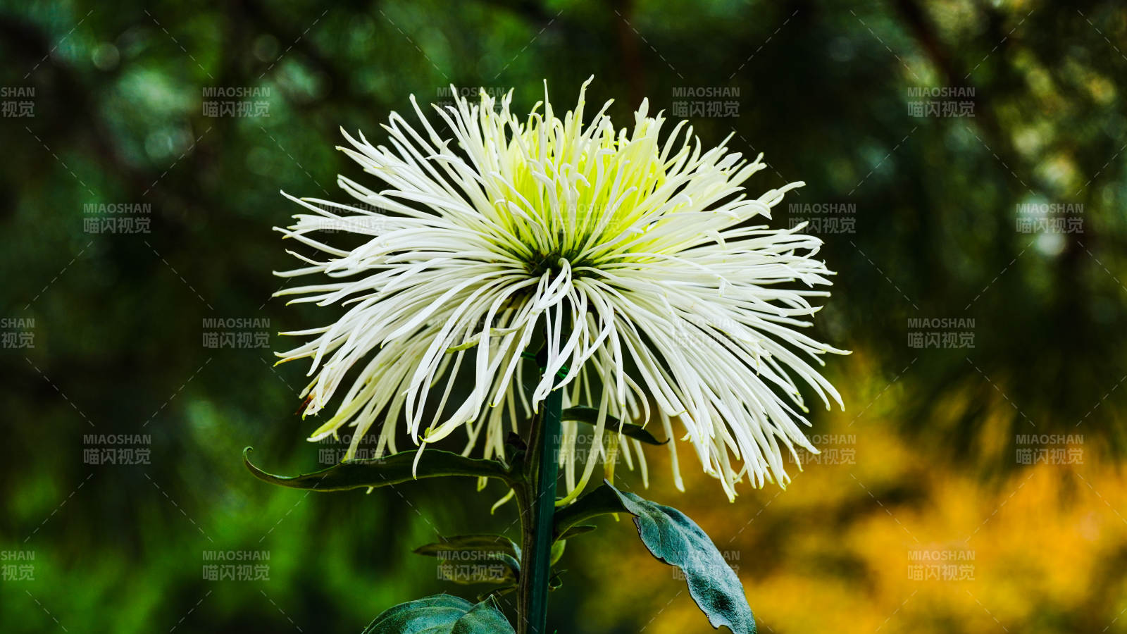 菊花绽放 清新自然