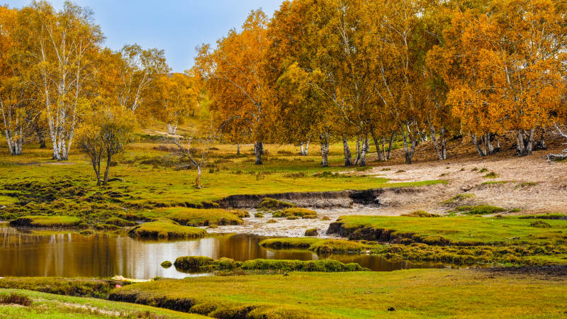 乌兰布统秋林溪畔风光