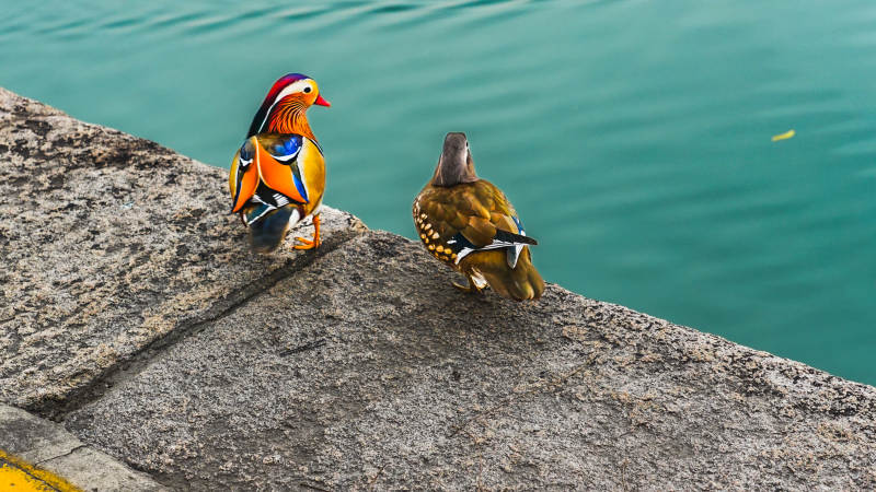 鸳鸯戏水静谧时