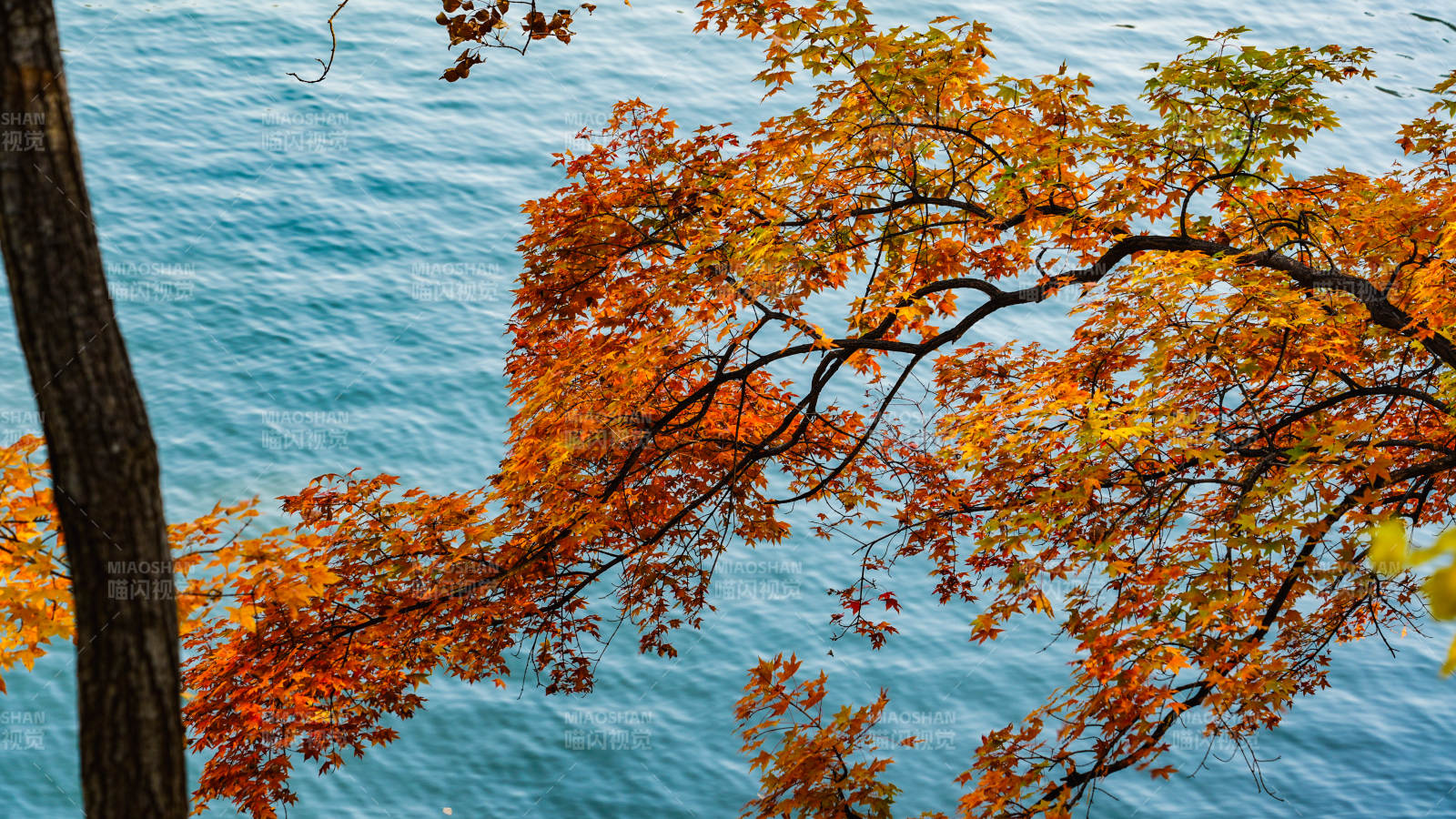 秋叶映湖水