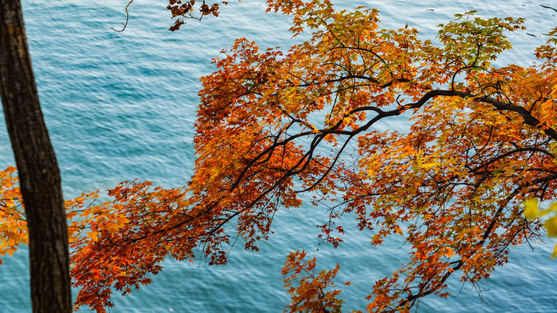 秋叶映湖水