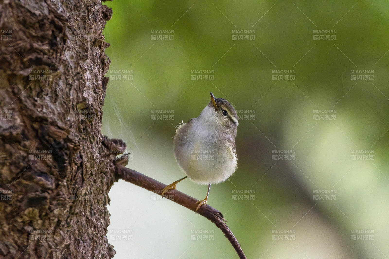 黄眉柳莺栖息枝头