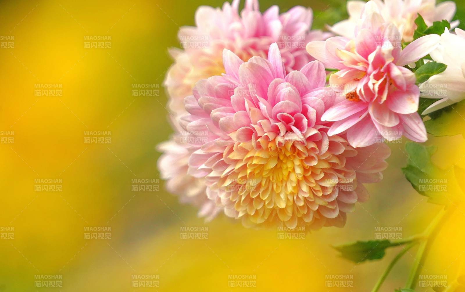 粉菊绽放 春意盎然