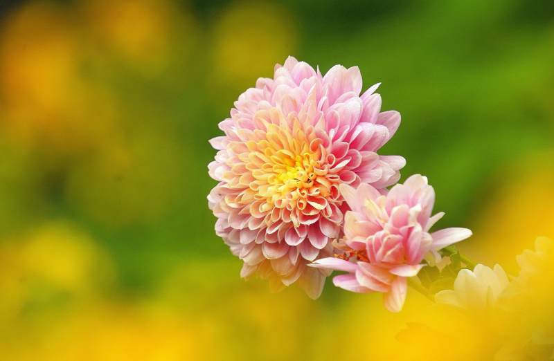 粉菊绽放 春意盎然