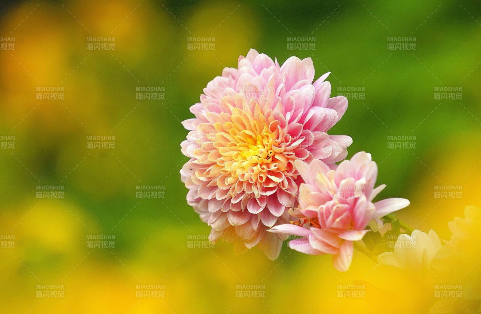 粉菊绽放 春意盎然