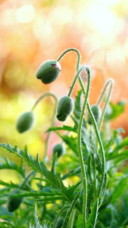 绿苞待放 生机盎然