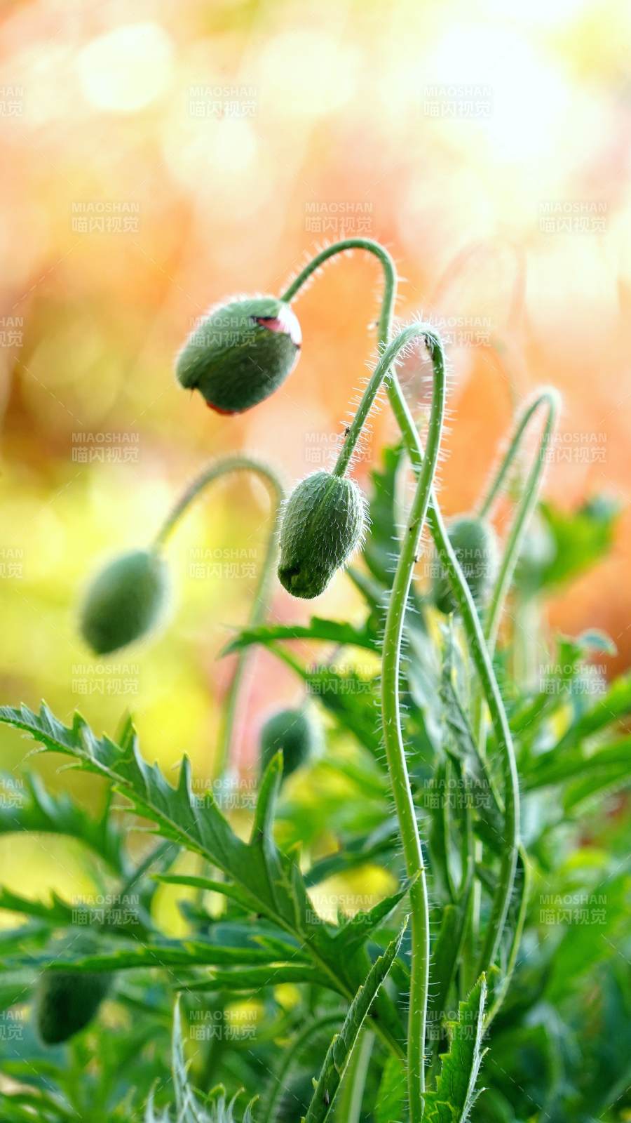 綠苞待放 生機(jī)盎然