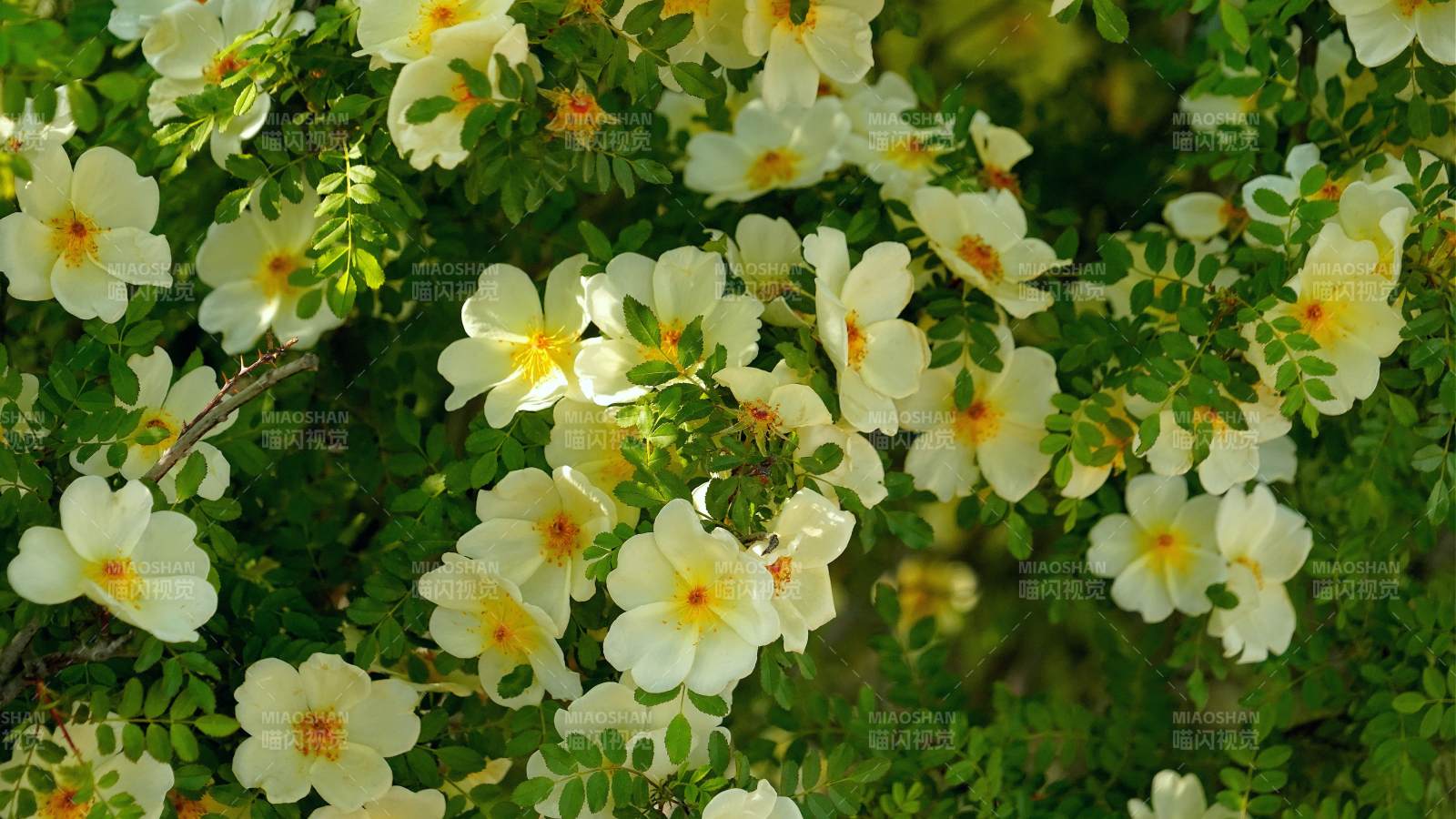 繁花似锦的春天