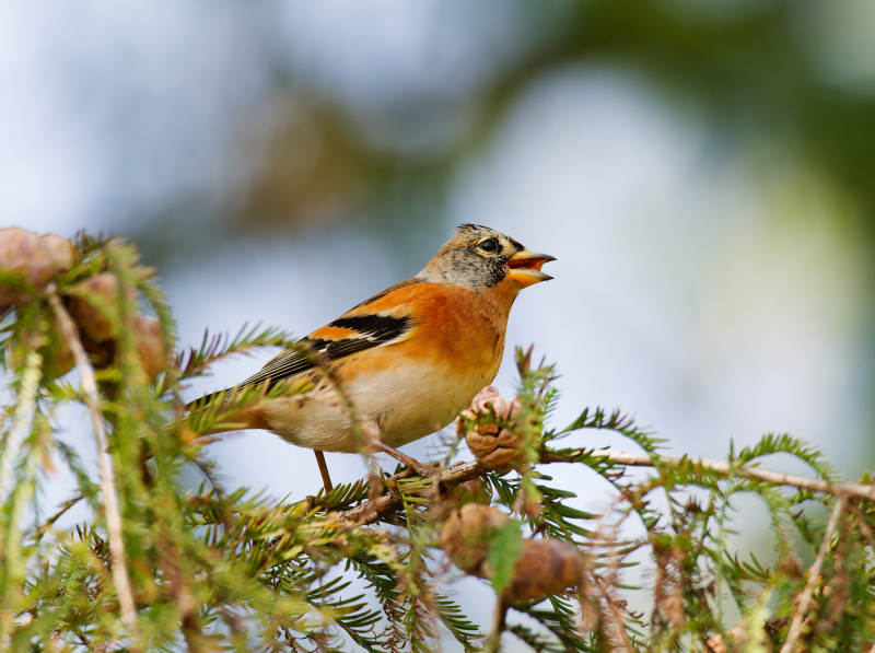 金翅雀栖枝鸣叫