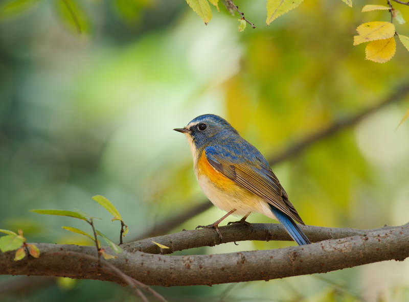 蓝羽小鸟栖枝头