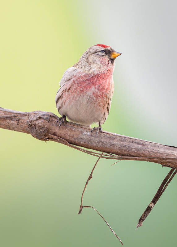 红顶小鸟栖枝头