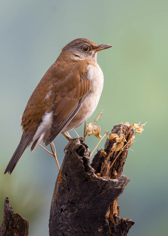 褐背鸫栖息枯枝