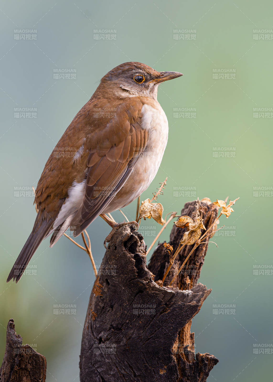 褐背鸫栖息枯枝