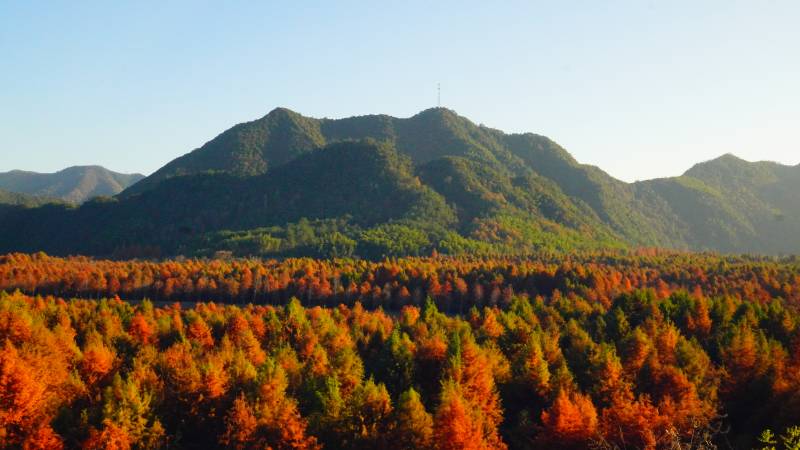 秋山红叶美景位于宣城宁国市