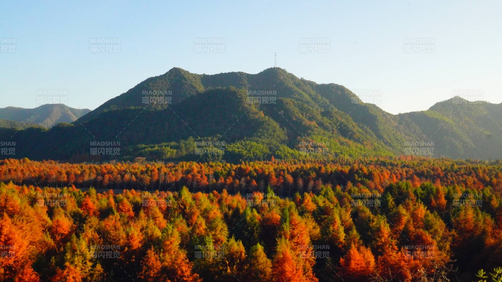 秋山红叶美景位于宣城宁国市