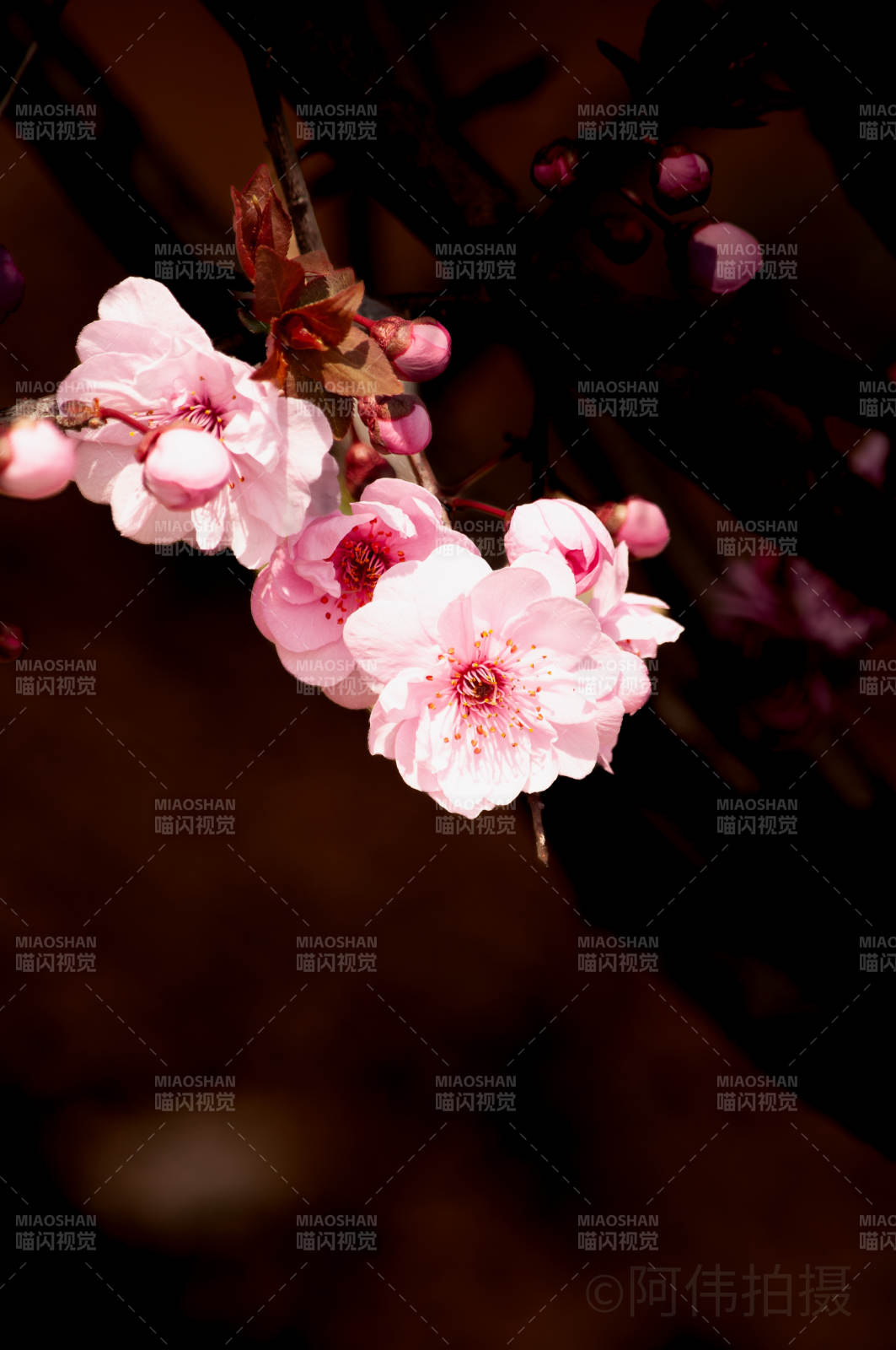 樱花绽放 春意盎然