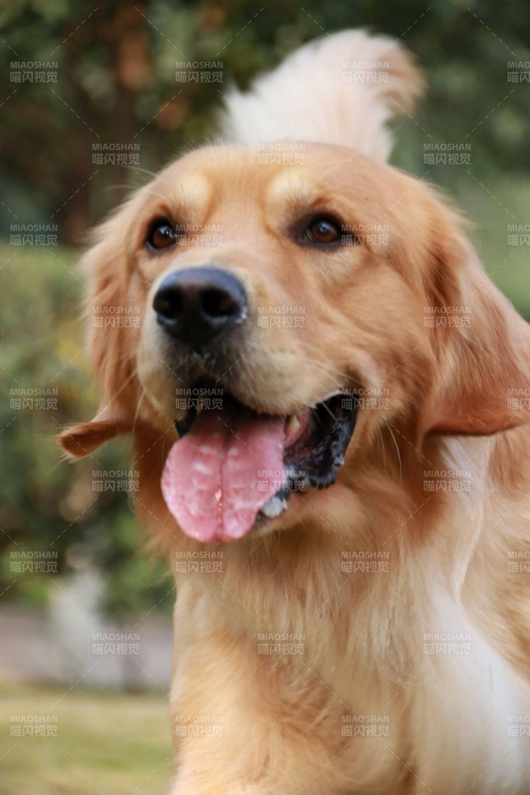 金毛犬开心微笑