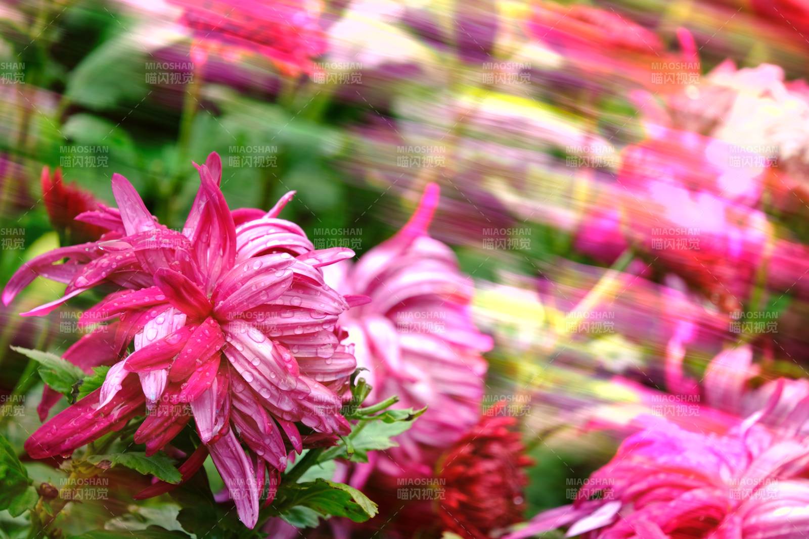 粉菊绽放 美不胜收