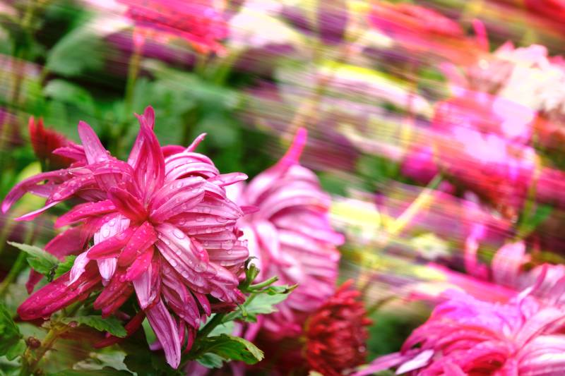 粉菊绽放 美不胜收