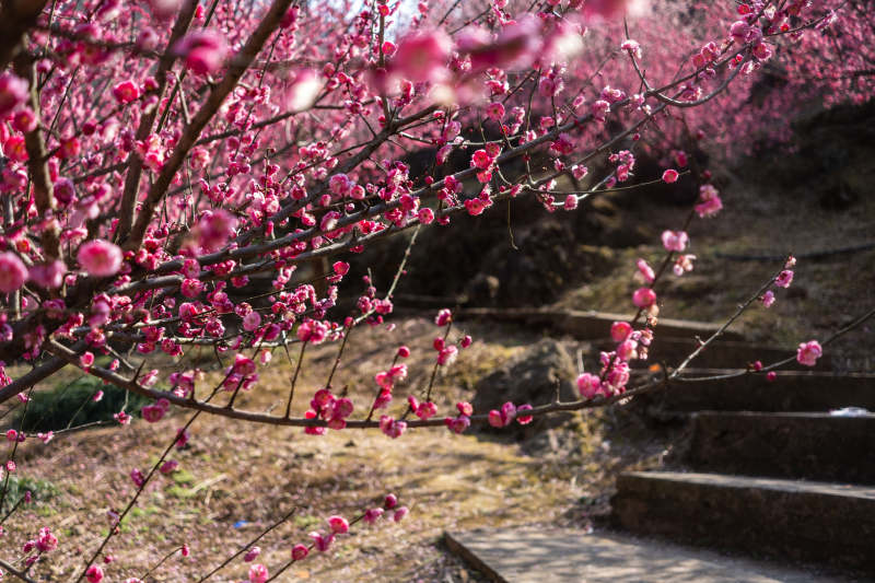 梅花绽放春意浓