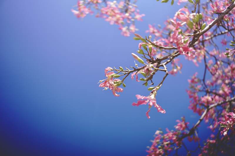 樱花绽放蓝天背景