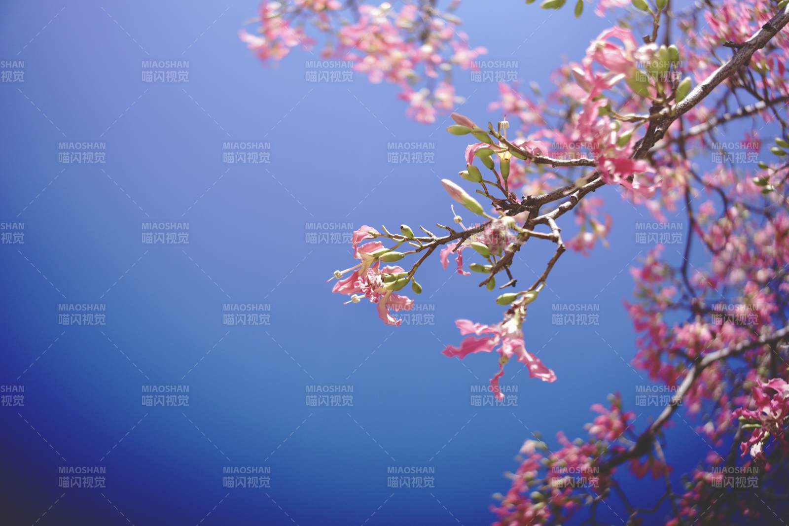 樱花绽放蓝天背景