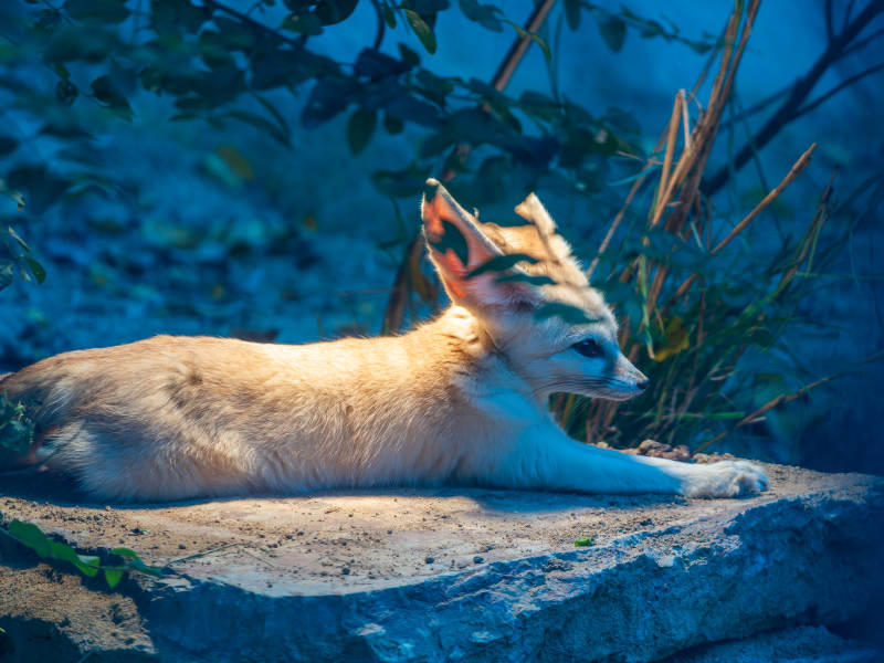 耳廓狐狐静卧石上
