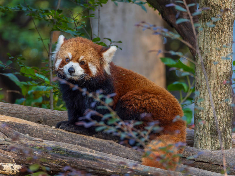 红熊猫静卧林间