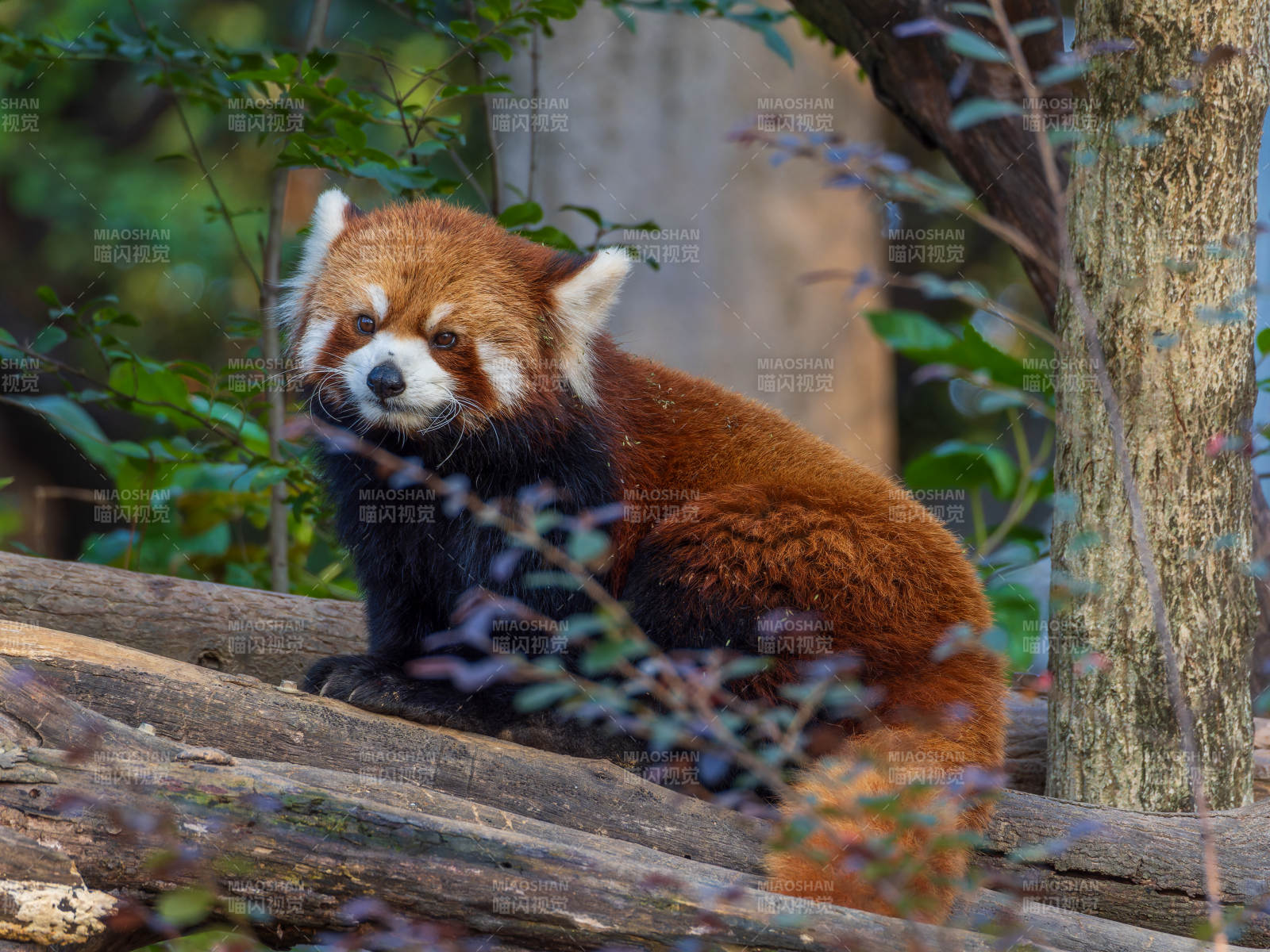 红熊猫静卧林间