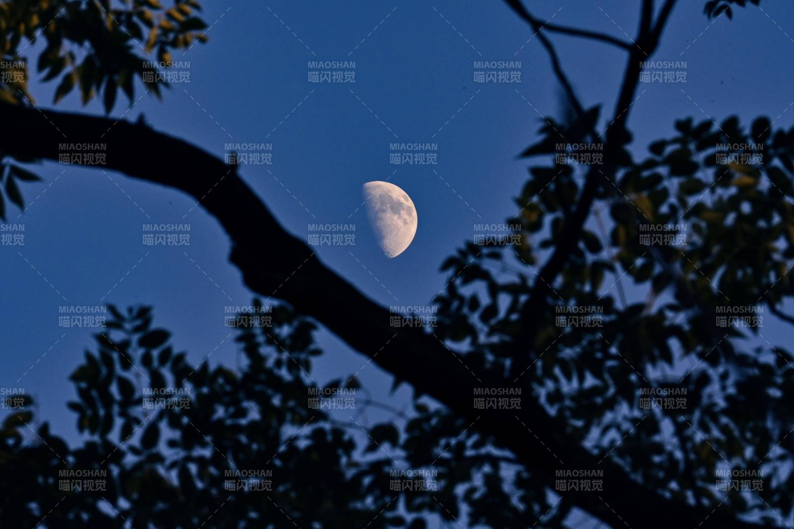 月挂枝头夜静谧