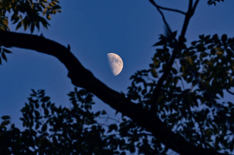 月挂枝头夜静谧