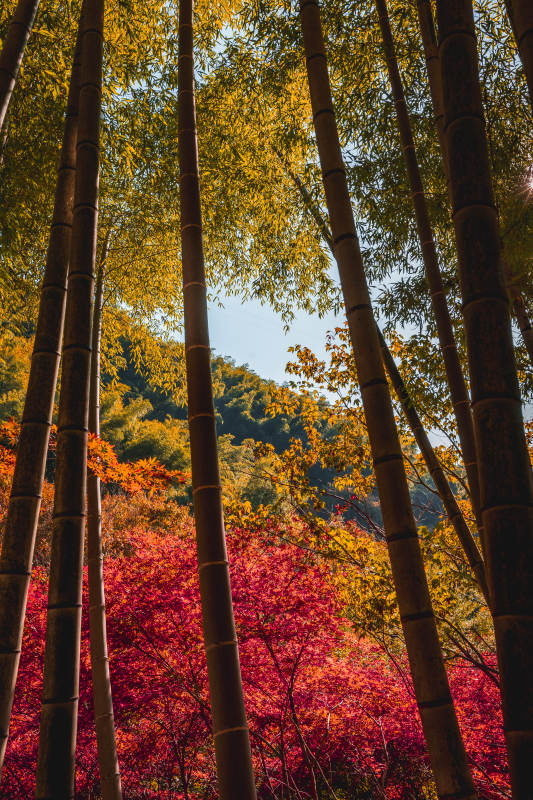 竹林秋色