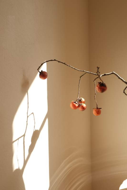 光影中的柿子枝