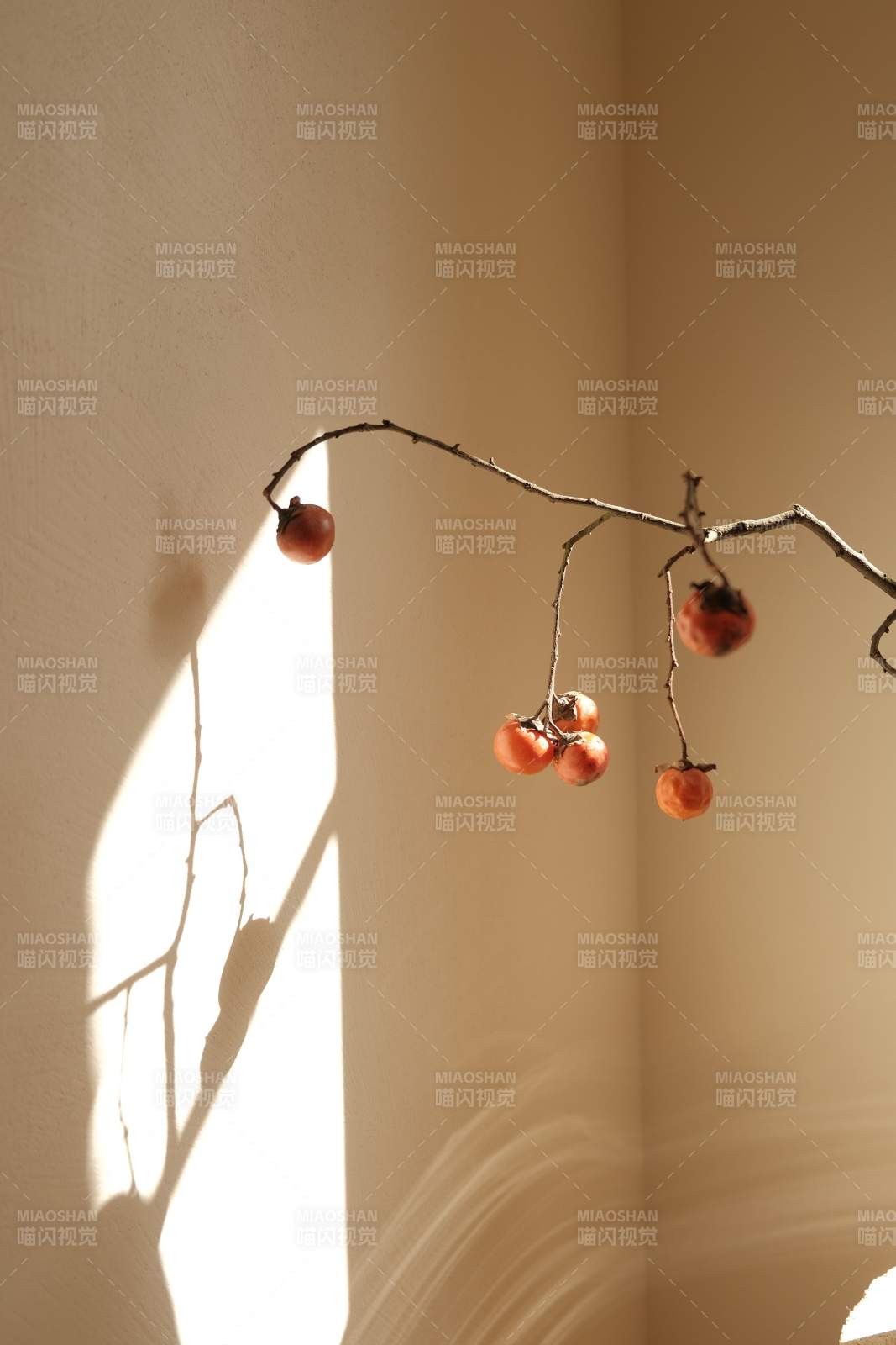 光影中的柿子枝