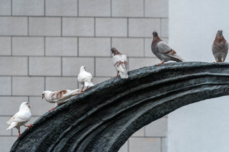 鸽子栖息雕塑上