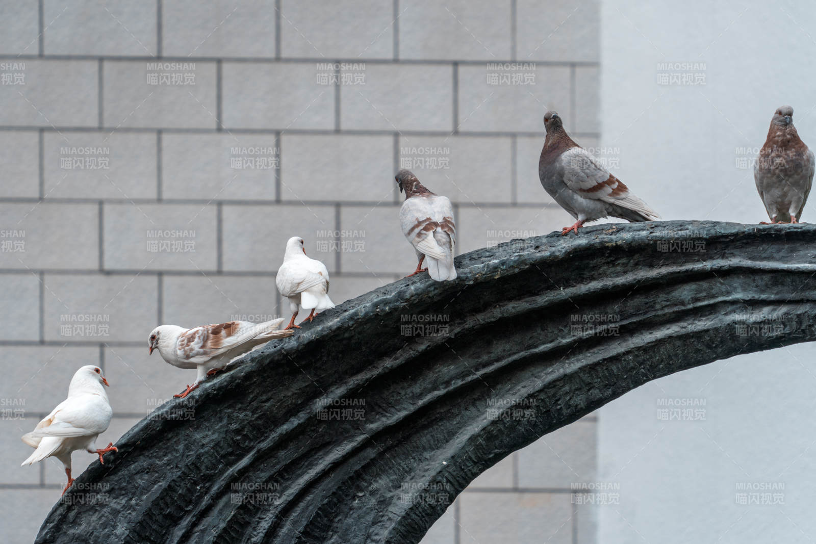 鸽子栖息雕塑上